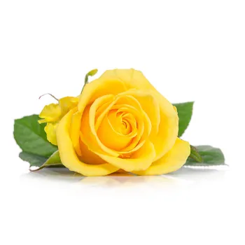 Fresh Yellow Rose 